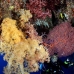 coral_soft_tc_v_0489_pal2526.jpg